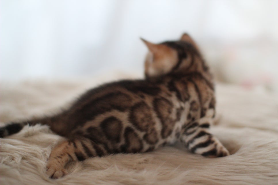 뱅갈고양이분양 멋진 빅로젯 아이들~ 관련 이미지 3