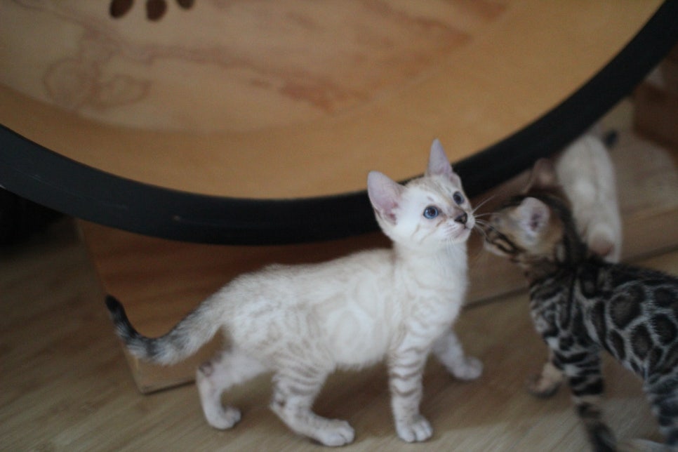 뱅갈고양이분양 부티가 넘치는 아이들 관련 이미지 7