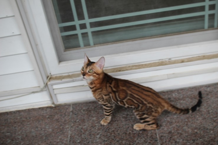 브라운 뱅갈고양이 남아 워리어 입니다~ 관련 이미지 12