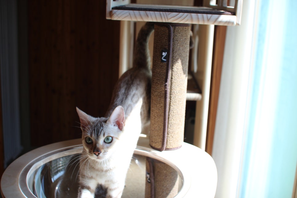 2층에서 생활하고 있는 스노우뱅갈고양이 주주~ 관련 이미지 4