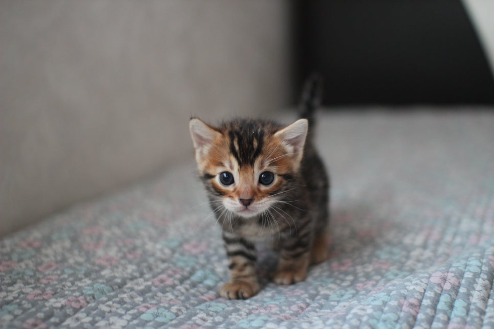 뱅갈고양이분양 동화속에 나오는 아이들! 관련 이미지 22