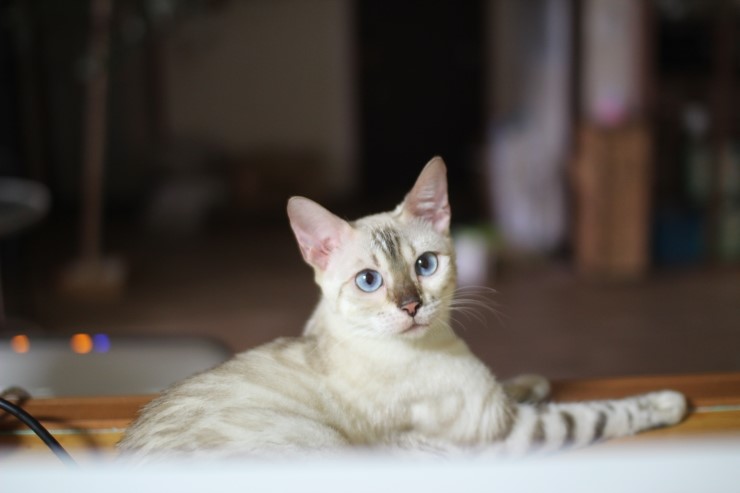 눈꽃같은 스노우 뱅갈고양이 초아^^ 관련 이미지 1
