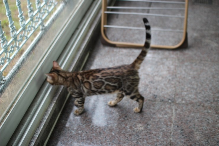 Soyu Lien 관련 이미지 8