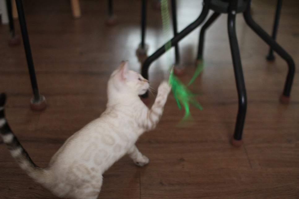 스노우뱅갈고양이 덩치 큰 여아예요~ 관련 이미지 9