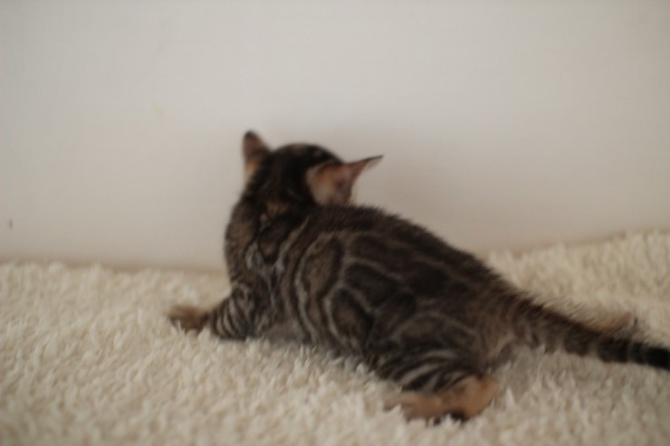 뱅갈고양이 꼬맹이 남아 ~~ 관련 이미지 5