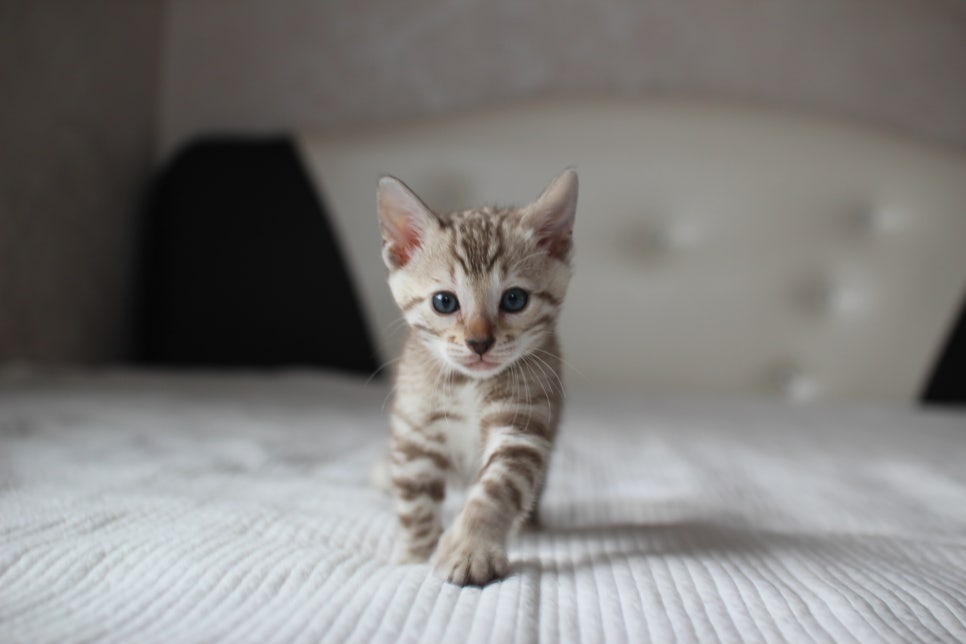 뱅갈고양이분양 고민하지 마세요! 관련 이미지 5