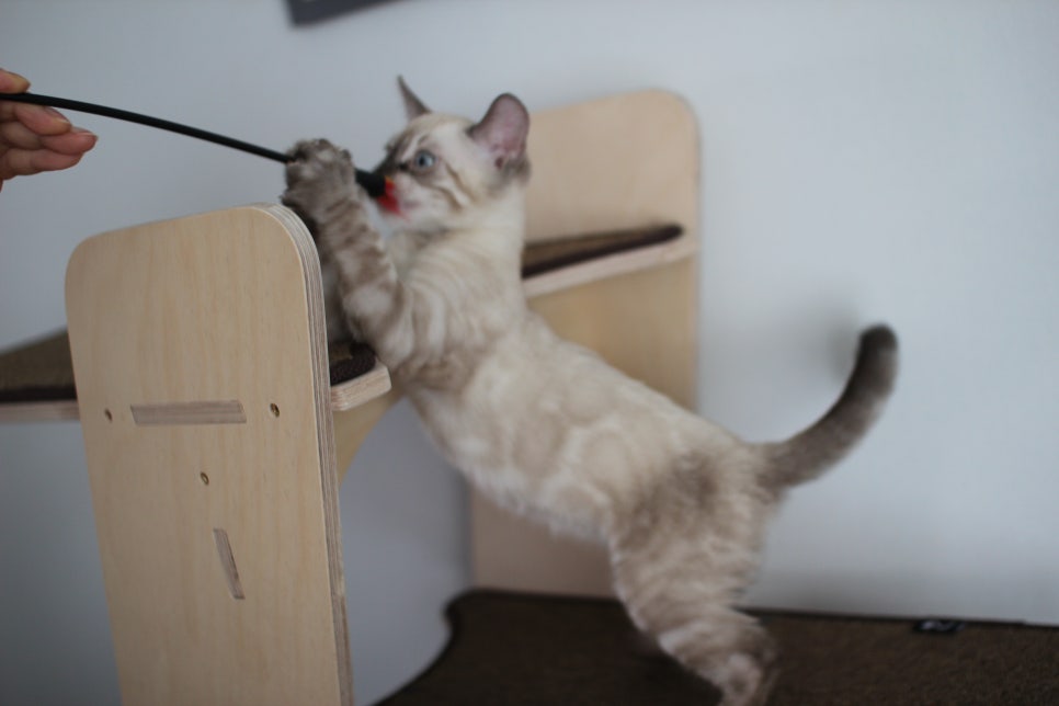 완전 강아지 같은 링스차콜 뱅갈고양이 남아 분양해여~ 관련 이미지 12