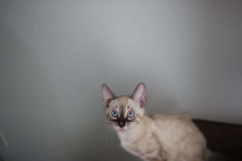 완전 강아지 같은 링스차콜 뱅갈고양이 남아 분양해여~ 관련 이미지 5