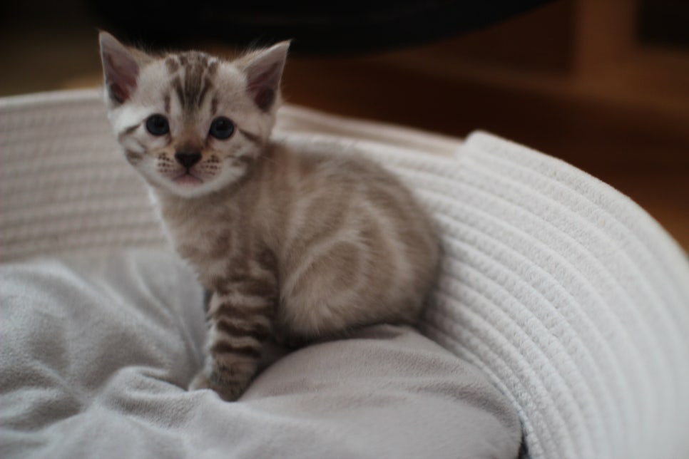 스노우뱅갈고양이 여아예요~ 관련 이미지 3