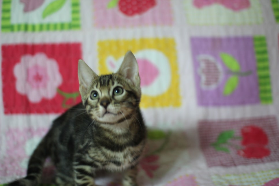 뱅갈고양이 브라운 보이 입니다~ 관련 이미지 7