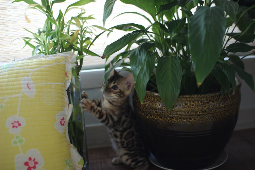 분양중인 브라운 뱅갈고양이 여아예요~ 관련 이미지 1