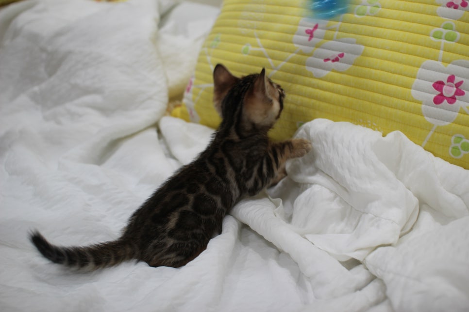 순둥이 개냥이 뱅갈고양이 남아5 분양해요~ 관련 이미지 17