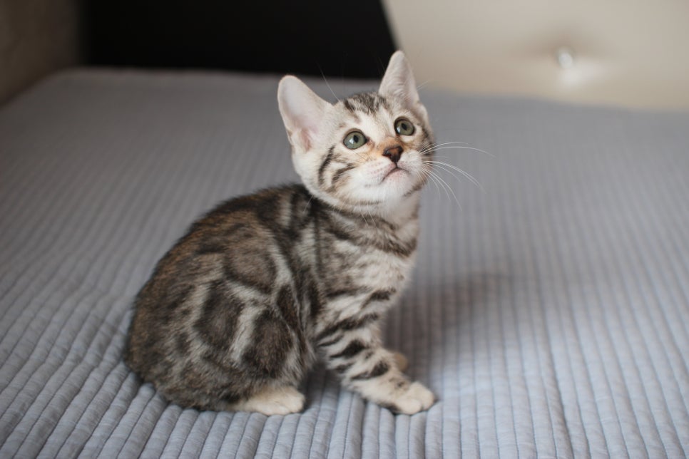 실밍크,브라운,실버뱅갈고양이 분양 합니다~ 관련 이미지 9