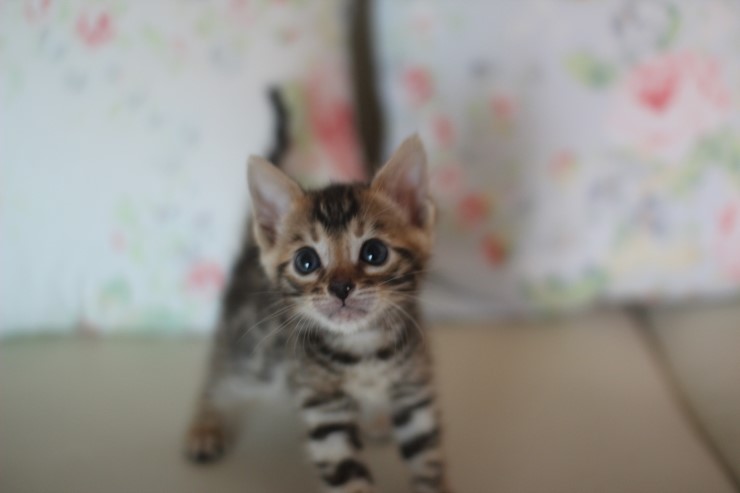 뱅갈고양이 남아 태양이 성장 모습^^ 관련 이미지 4