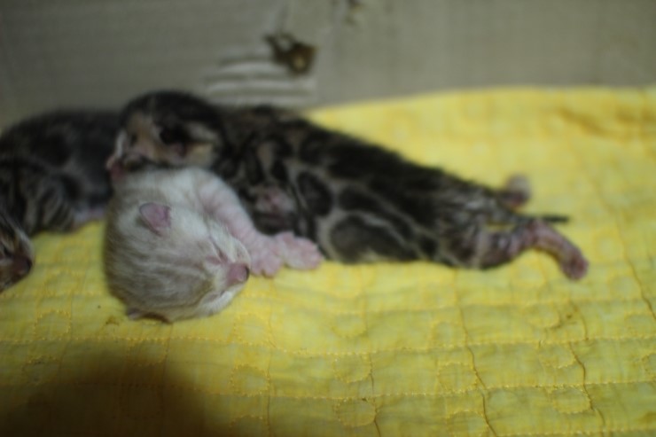 뱅갈고양이 6남매 꼬물이들 단체샷~ 관련 이미지 2