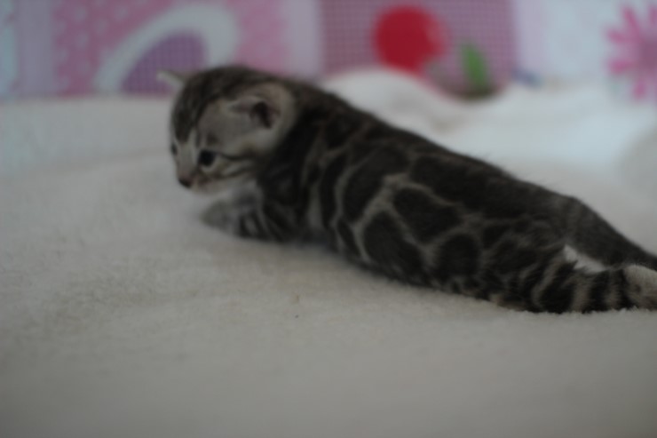 해외로 예약된 실버 뱅갈고양이 여아예요~ 관련 이미지 1