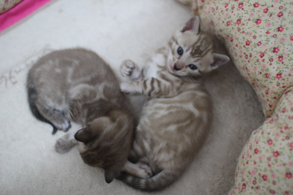 밍크차콜,밍크 뱅갈고양이 꼬맹이들 앙증맞은 모습~ 관련 이미지 2