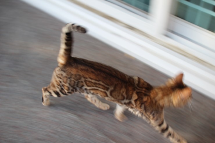 뱅갈고양이 키나와 스텔라 입니다~ 관련 이미지 5