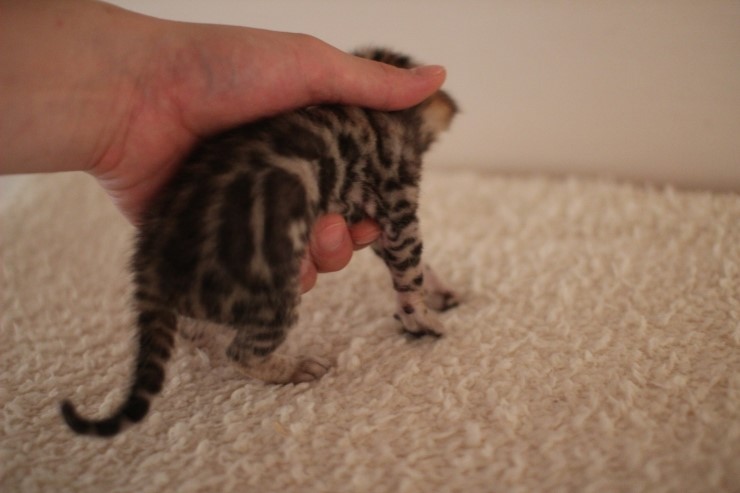 브라운 남아예요~ 관련 이미지 8