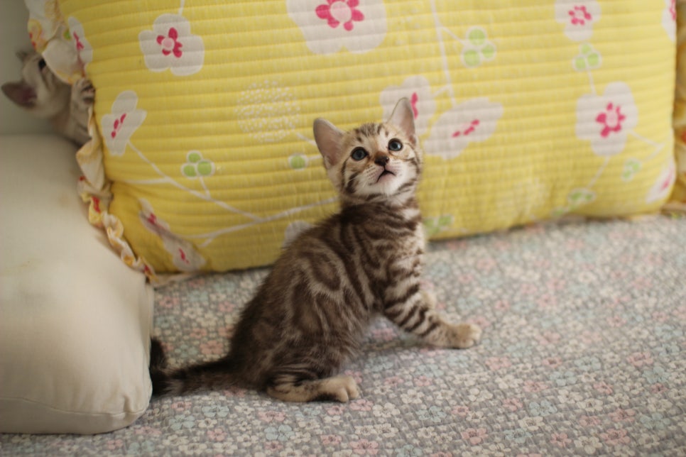 세피아 뱅갈고양이 남아 분양해요~ 관련 이미지 10