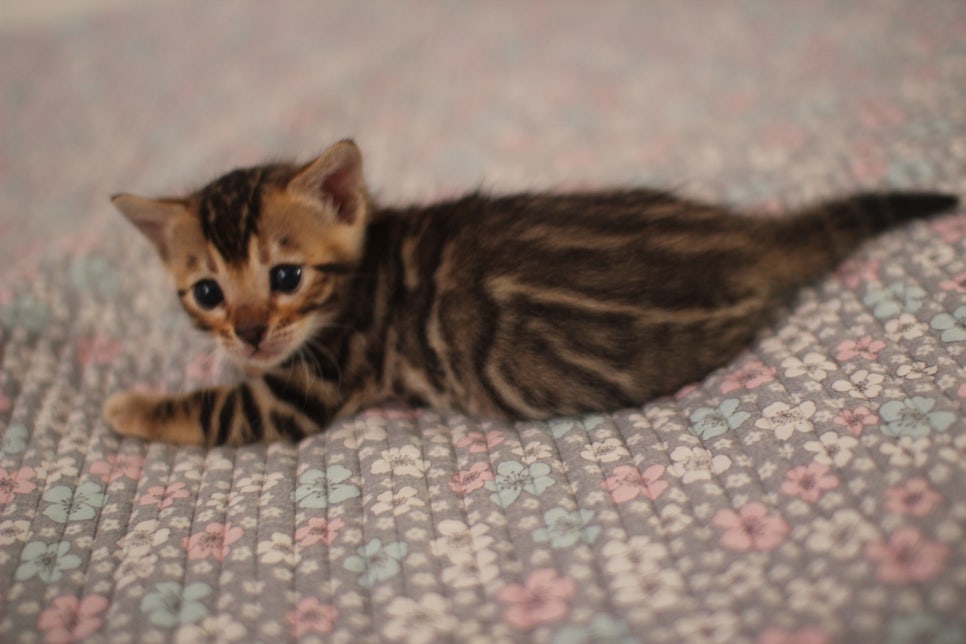 브라운 남아,여아 분양합니다~ 관련 이미지 12