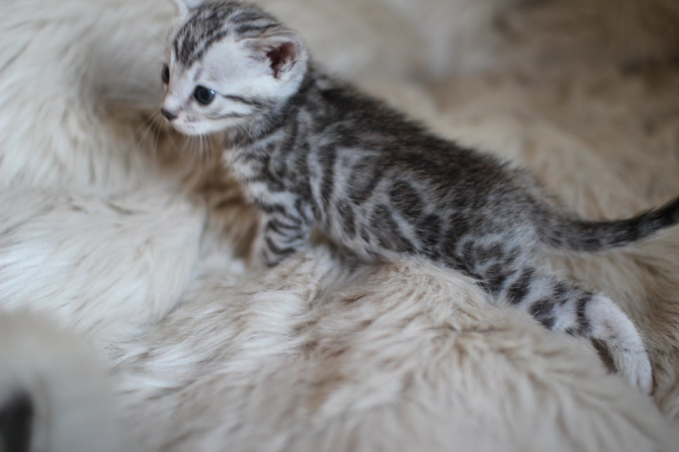 뱅갈고양이 분양 부티가 흘러요 흘러~ 관련 이미지 13