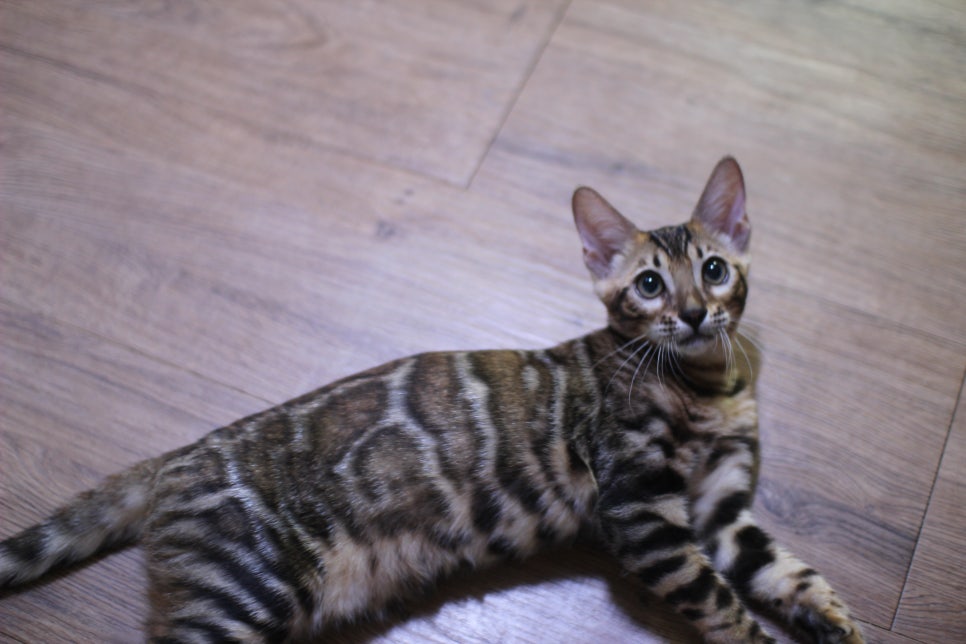 개냥이 뱅갈고양이들 분양합니다~ 관련 이미지 12