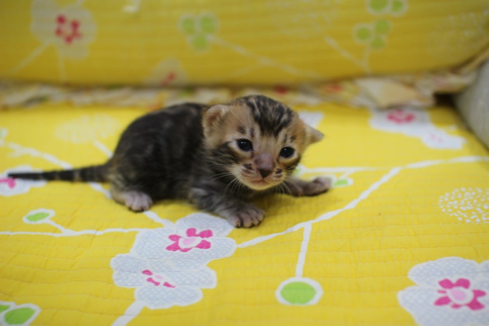 꽉찬 빅로젯이 멋진 브라운 뱅갈고양이 여아예요~ 관련 이미지 2