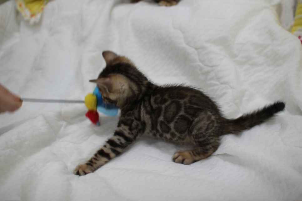 뱅갈고양이 남아3 분양해요~ 관련 이미지 11