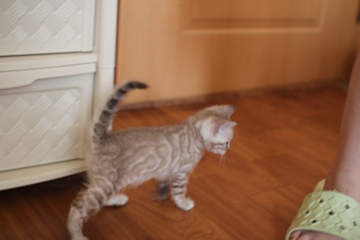 뱅갈고양이 분양 완전히 빠졌네 빠졌어~ 관련 이미지 7