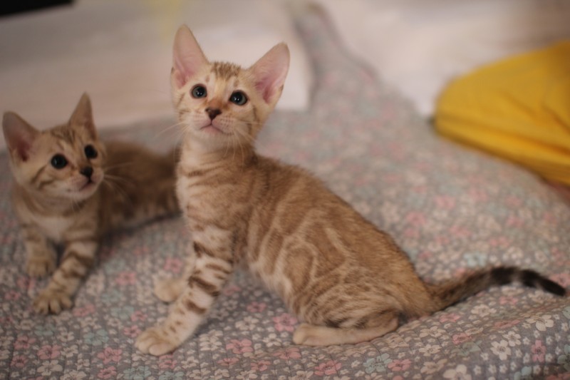 뱅갈고양이분양 초미묘들 등장이요 관련 이미지 12