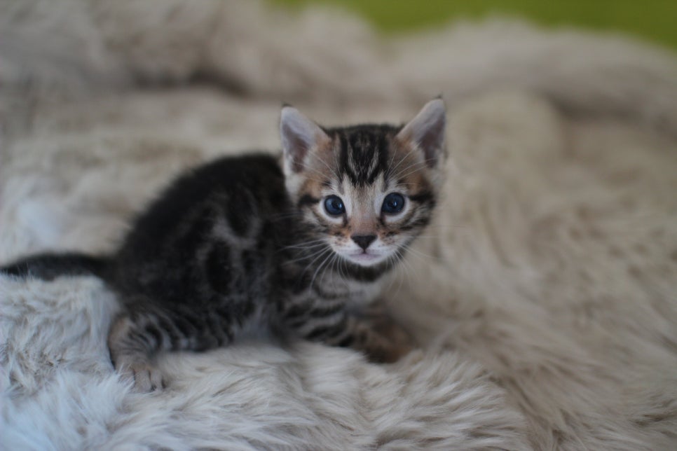 뱅갈고양이 분양 부티가 흘러요 흘러~ 관련 이미지 28