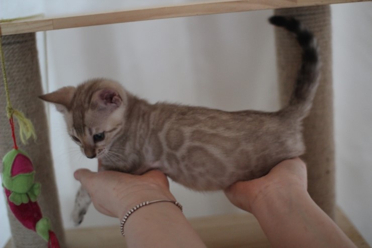 실밍크 뱅갈고양이 분양 남아 두아이 소개 합니다 관련 이미지 15