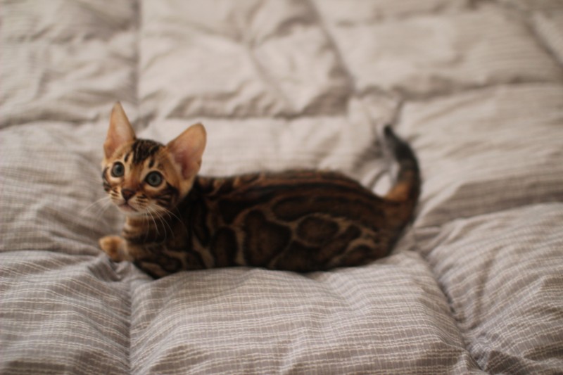 분양중인 뱅갈고양이 장군이 성장 모습~ 관련 이미지 15