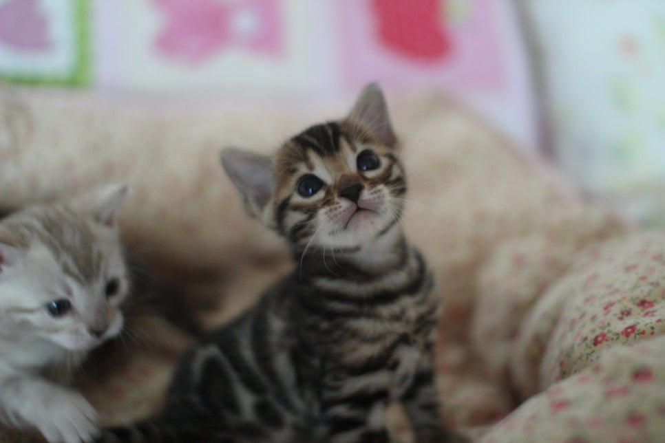 뱅갈고양이 꼬맹이들 사진전 ㅎㅎ 관련 이미지 34