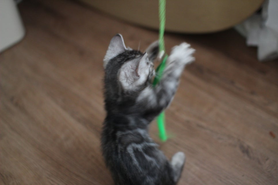 실버뱅갈고양이 남아 오늘 모습~ 관련 이미지 6