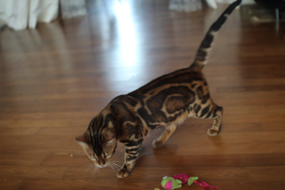 소유뱅갈캐터리 새로운 종묘가 될 남아 입니다~ 관련 이미지 7