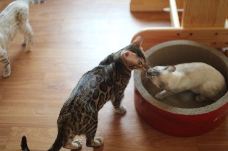 소유캐터리 종묘 뱅갈고양이 남아 영웅이와 레인이예요~ 관련 이미지 7