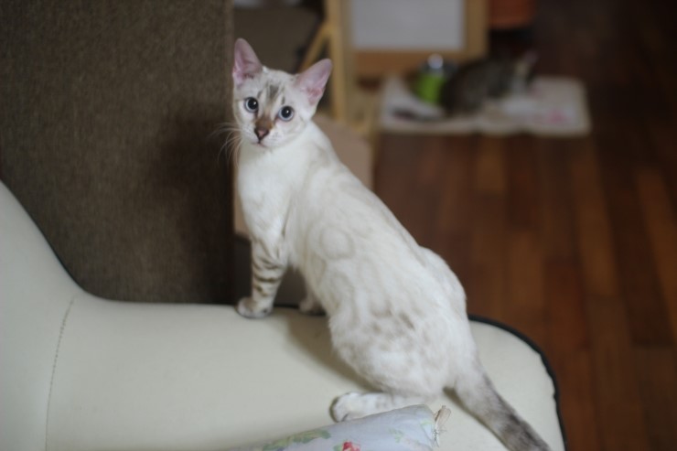 소유캐터리 키퍼 여아들 이쁘게 성장중~ 관련 이미지 1