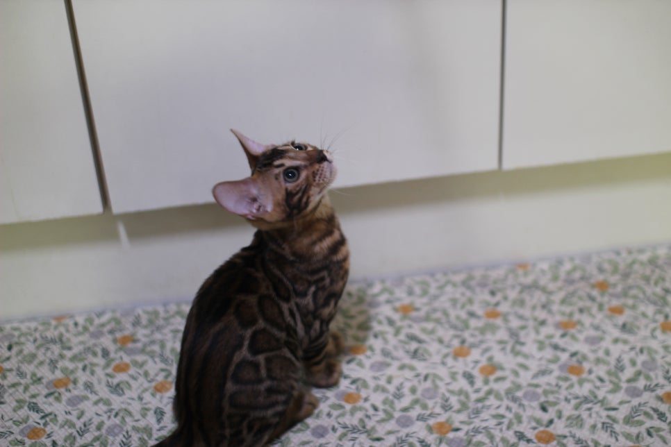 뱅갈고양이 분양중인 아이들 입니다~ 관련 이미지 4