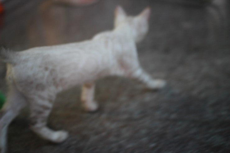 스노우 뱅갈고양이 흰둥이예요~ 관련 이미지 6