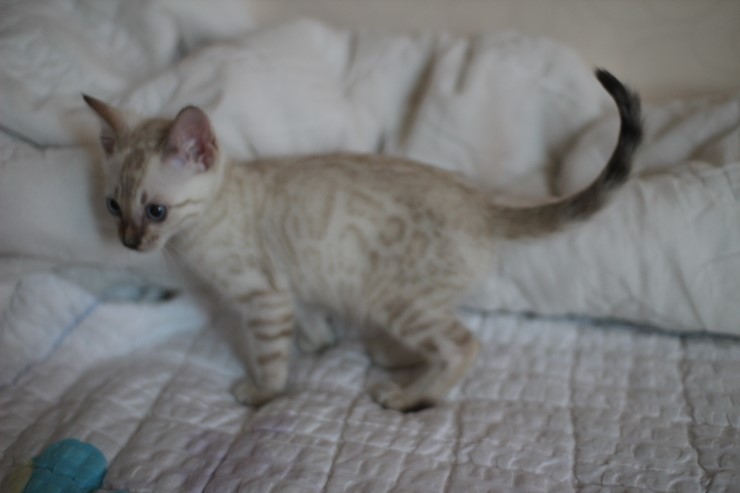 스노우 뱅갈고양이 남아 분양해요~ 관련 이미지 5