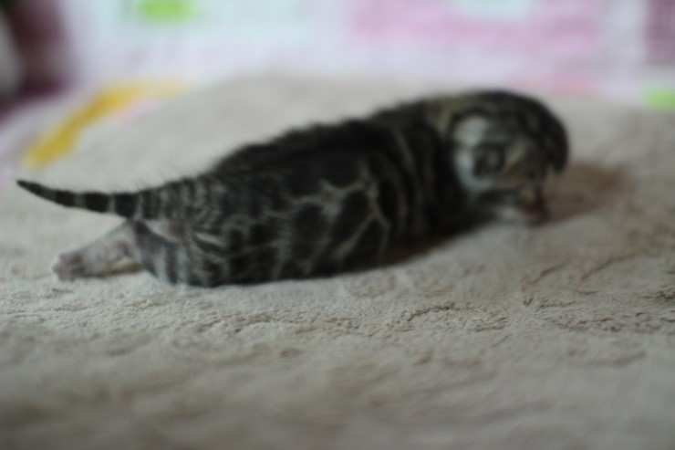 실버뱅갈고양이 꼬물이들 탄생 샤샤샷 관련 이미지 10