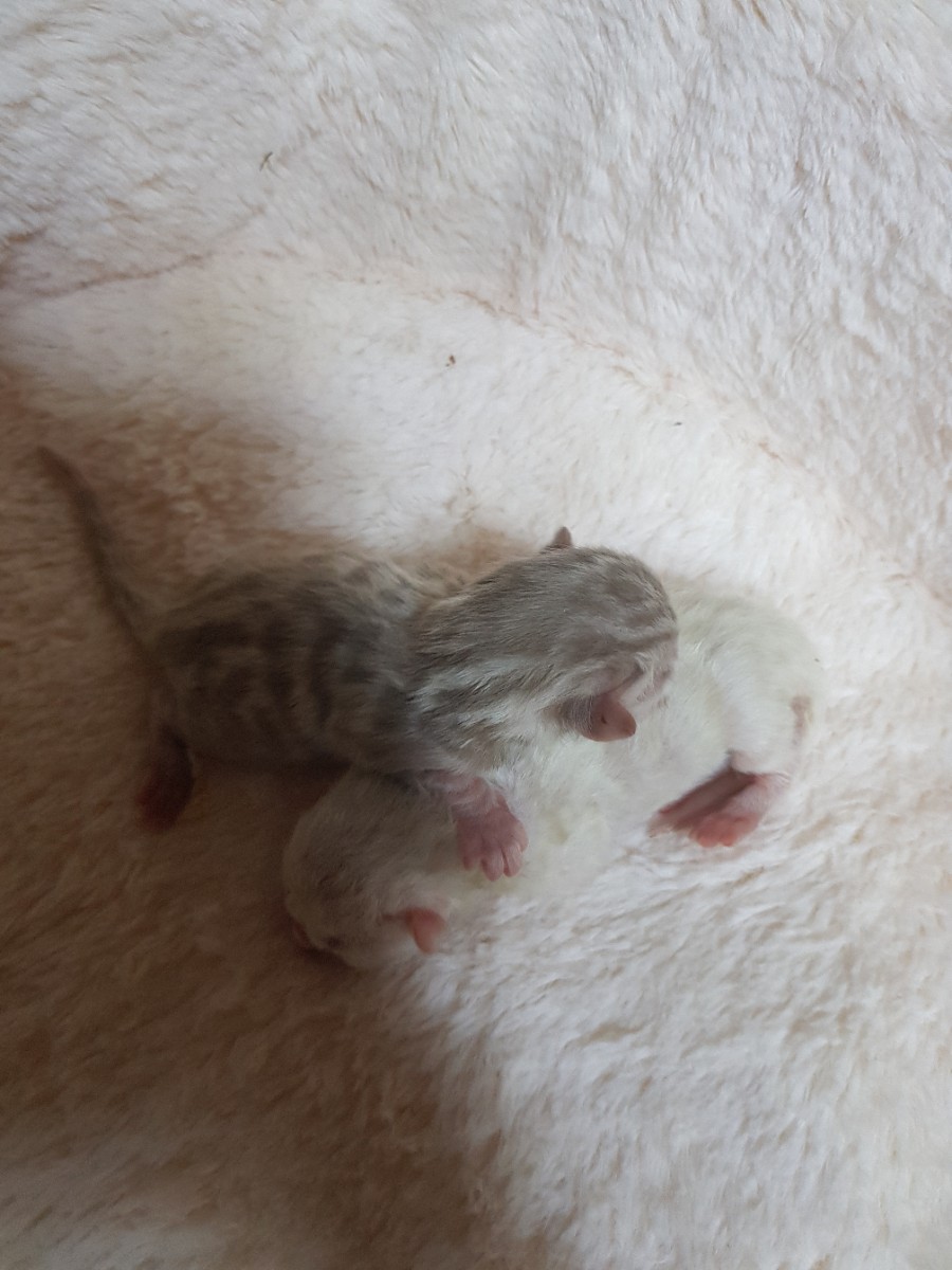 스노우뱅갈고양이 꼬물이들 태어났어요~ 관련 이미지 2