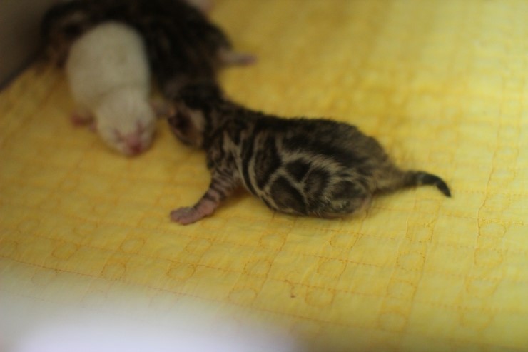 뱅갈고양이 소유캐터리 출산소식~ 관련 이미지 8