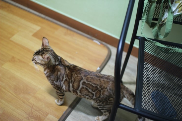 뱅갈고양이 울피와 카이예요~ 관련 이미지 5