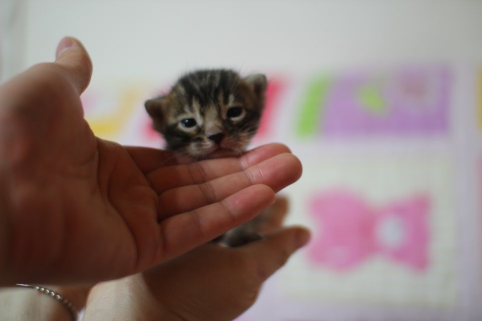 예약된 브라운 뱅갈고양이 남아에요~ 관련 이미지 6