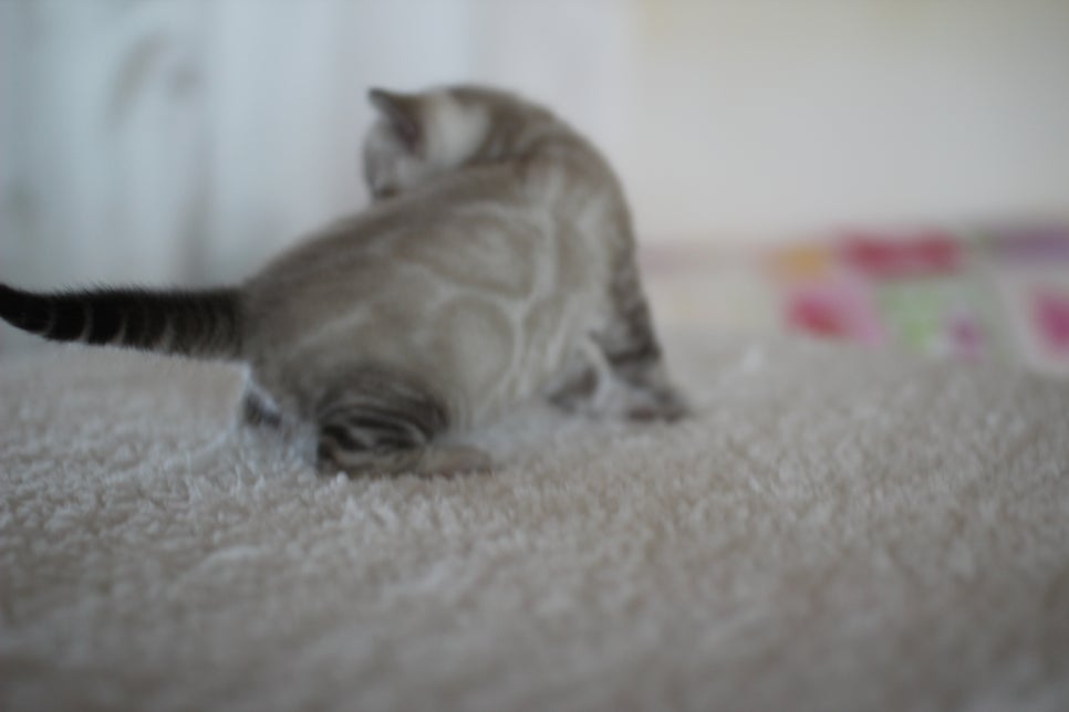 스노우 뱅갈고양이 꼬맹이 너무 이뻐요^^ 관련 이미지 3