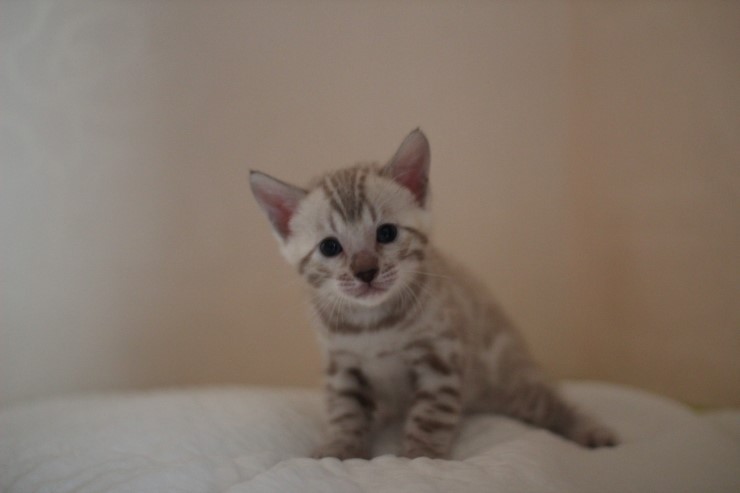 뱅갈고양이 분양 그냥 지나칠수 없을걸? 관련 이미지 27