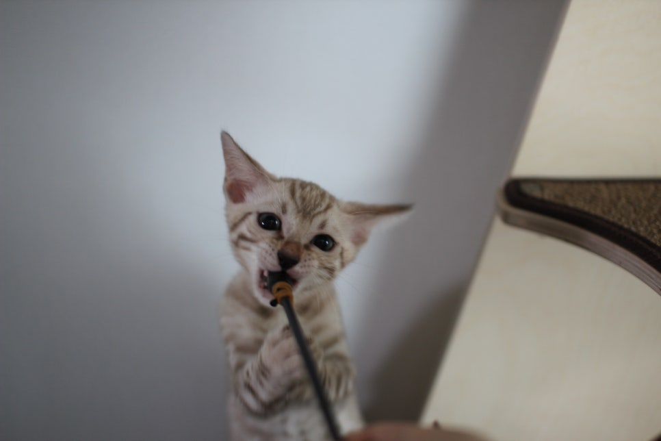 요정같이 생긴 실밍크뱅갈고양이 여아 분양해요~ 관련 이미지 9